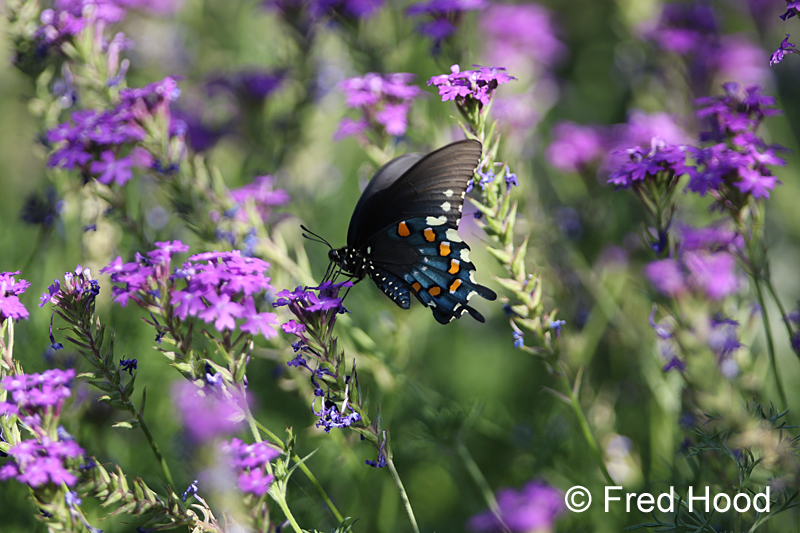 Pipevine swallowtail