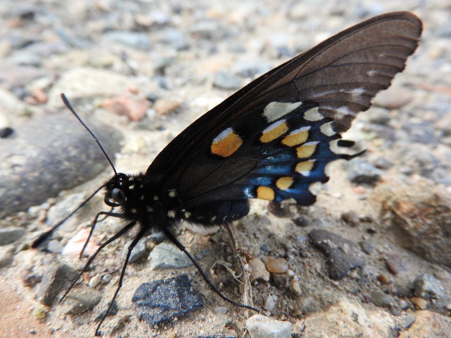 Pipevine Swallowtail
