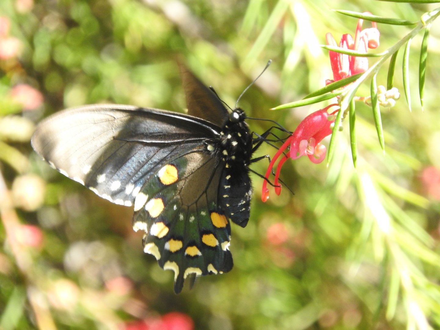 Pipevine Swallowtail
