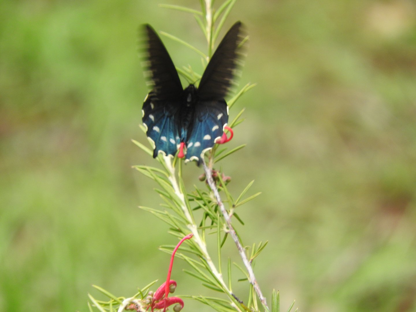 Pipevine Swallowtail