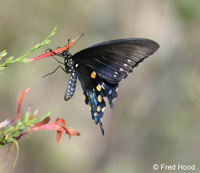 pipevine swallowtail