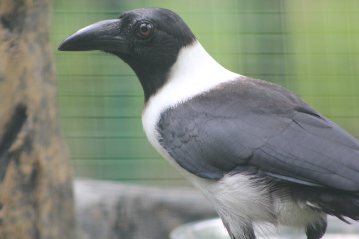 Piping crow (Corvus typicus) - Bird Park