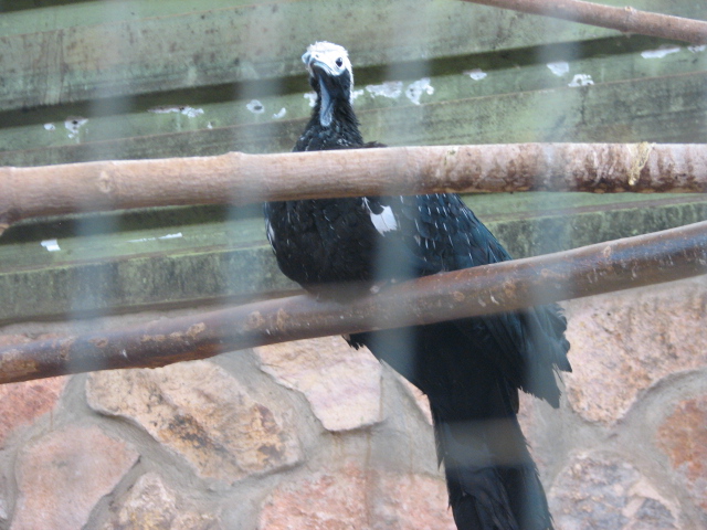 Piping guan ID