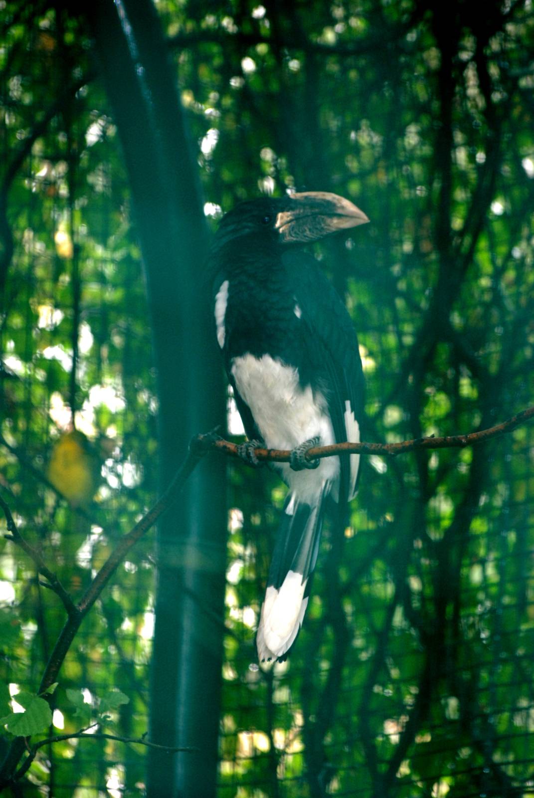 Piping Hornbill at Pilsen, 31/08/12