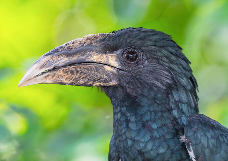 Piping Hornbill (Bycanistes Fistulator)