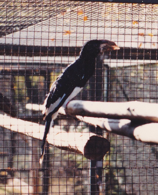 Piping hornbill