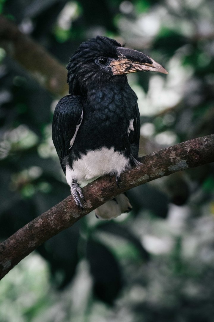 Piping Hornbill