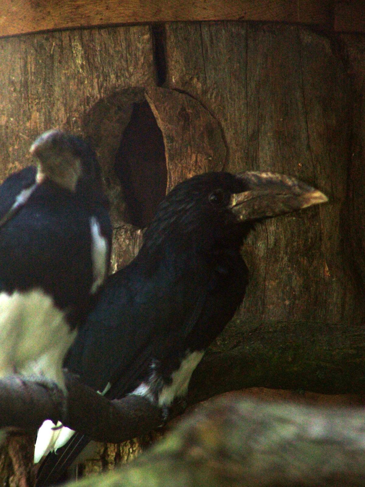 Piping Hornbills at Zlin, 28/05/10