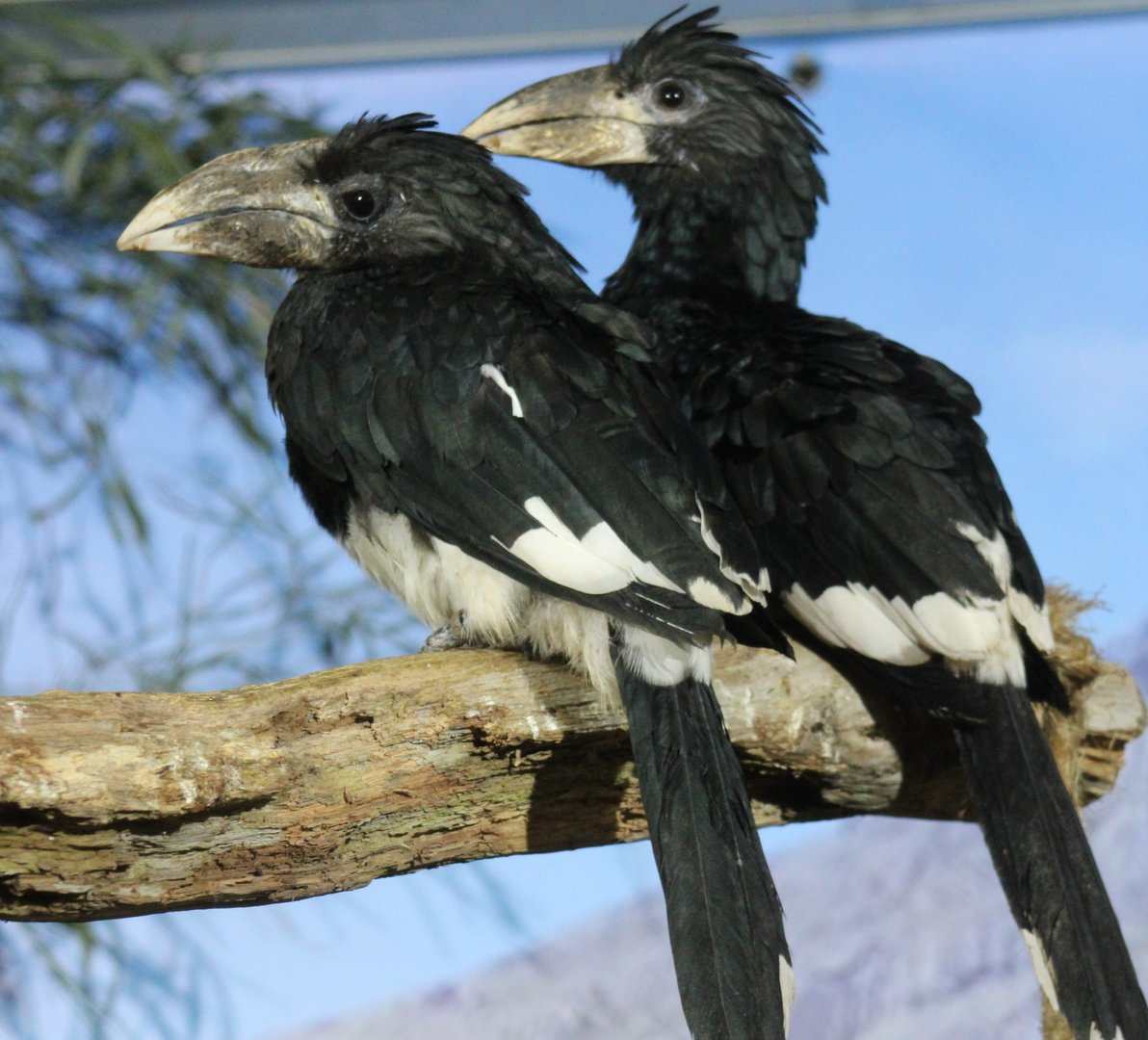 Piping hornbills