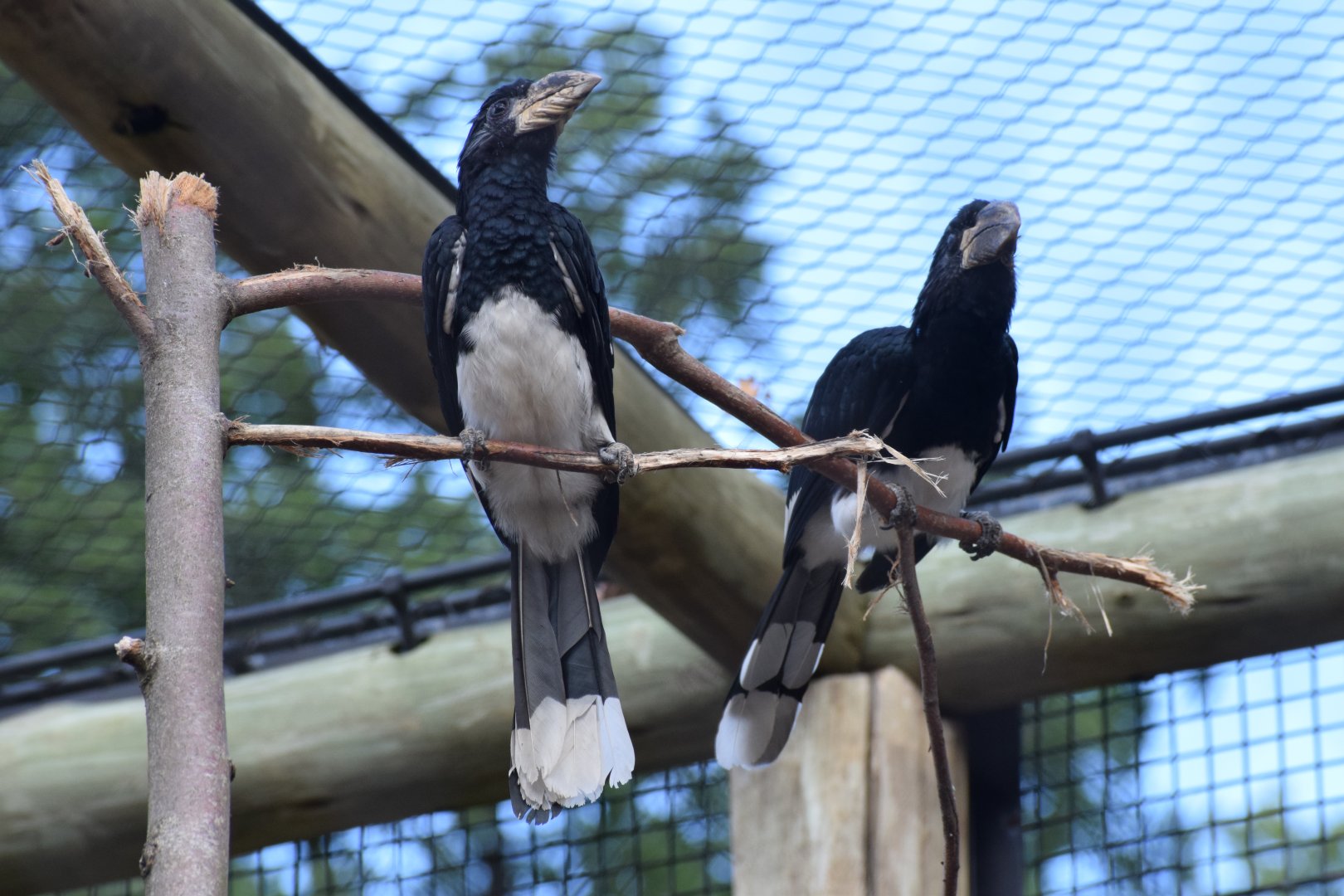Piping hornbills