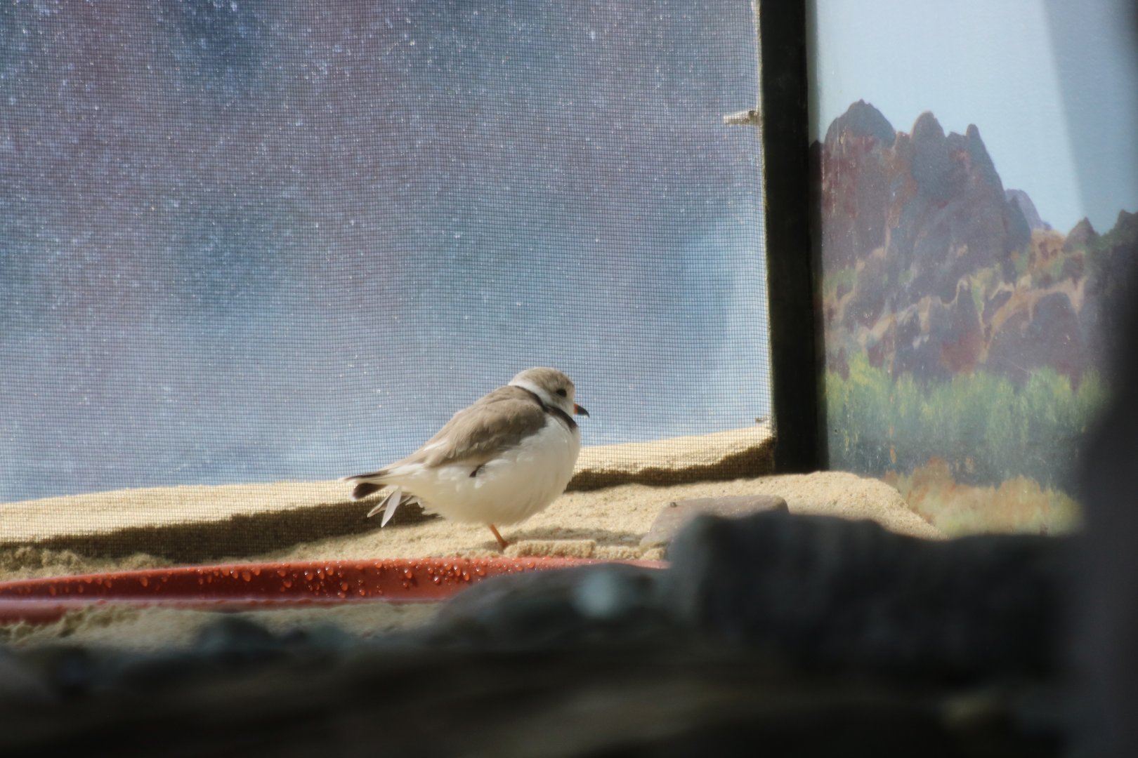 Piping or Semipalmated Plover?