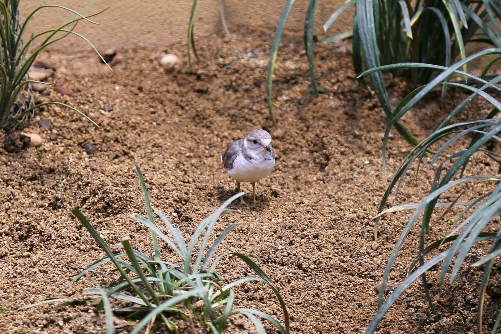 Piping Plover (Charadrius melodus), January 2017