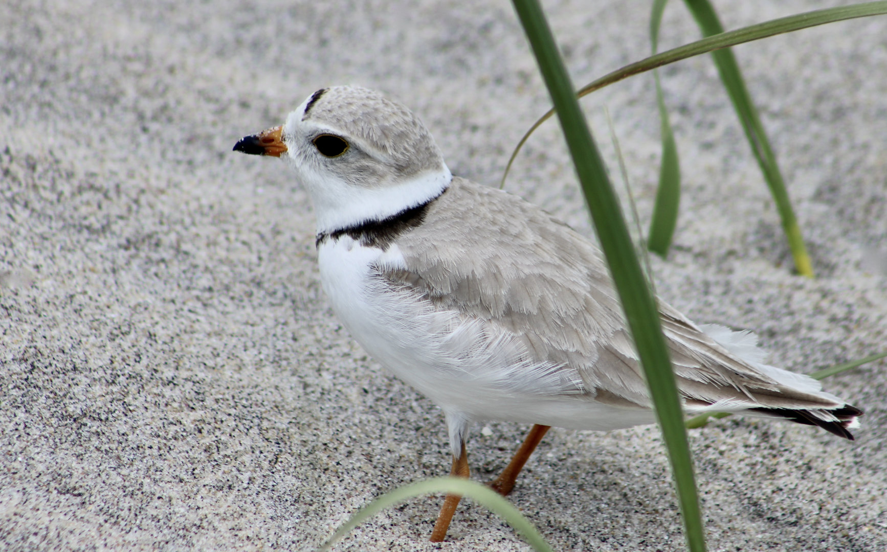 Piping Plover (Charadrius melodus melodus)