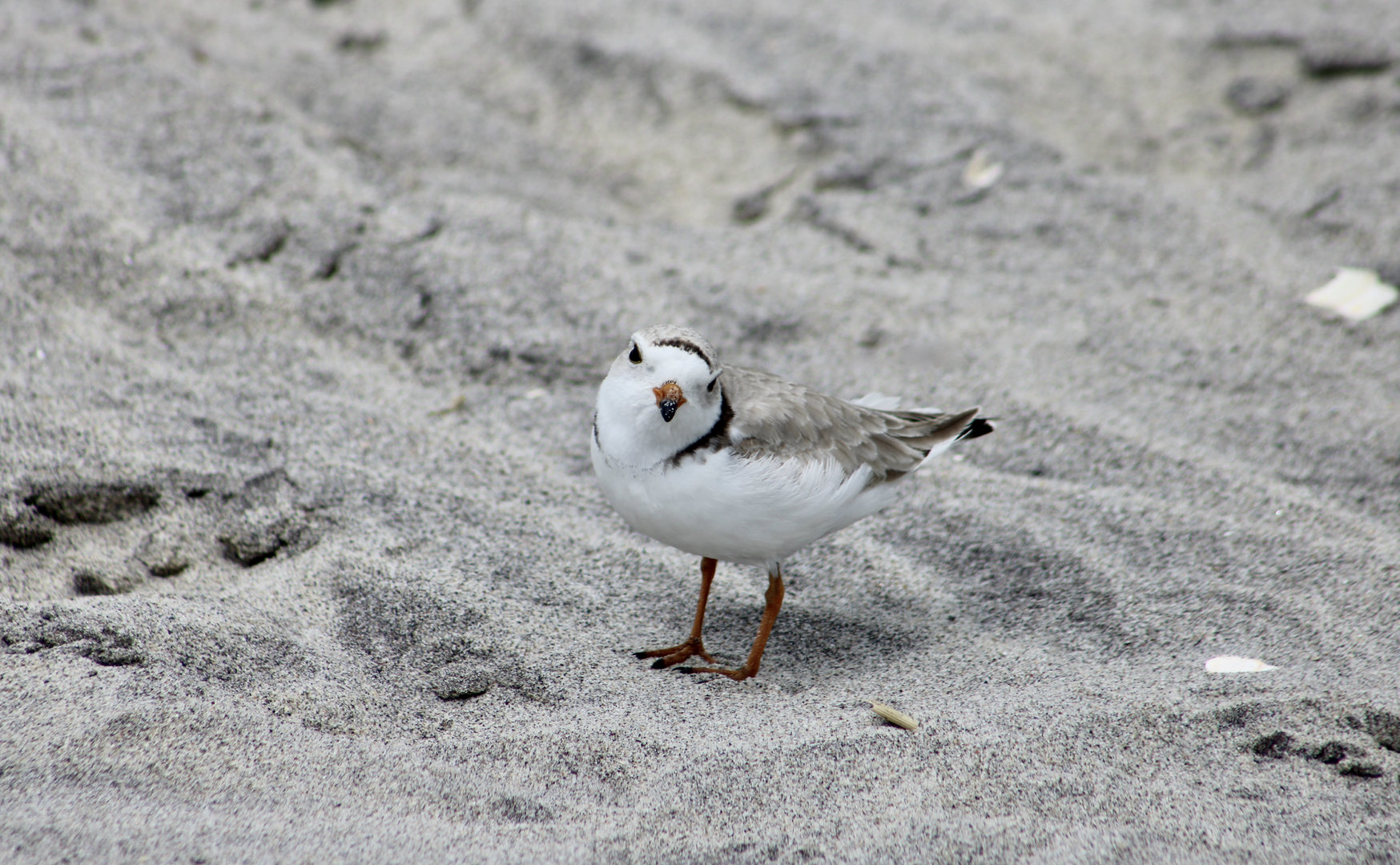 Piping Plover (Charadrius melodus melodus)