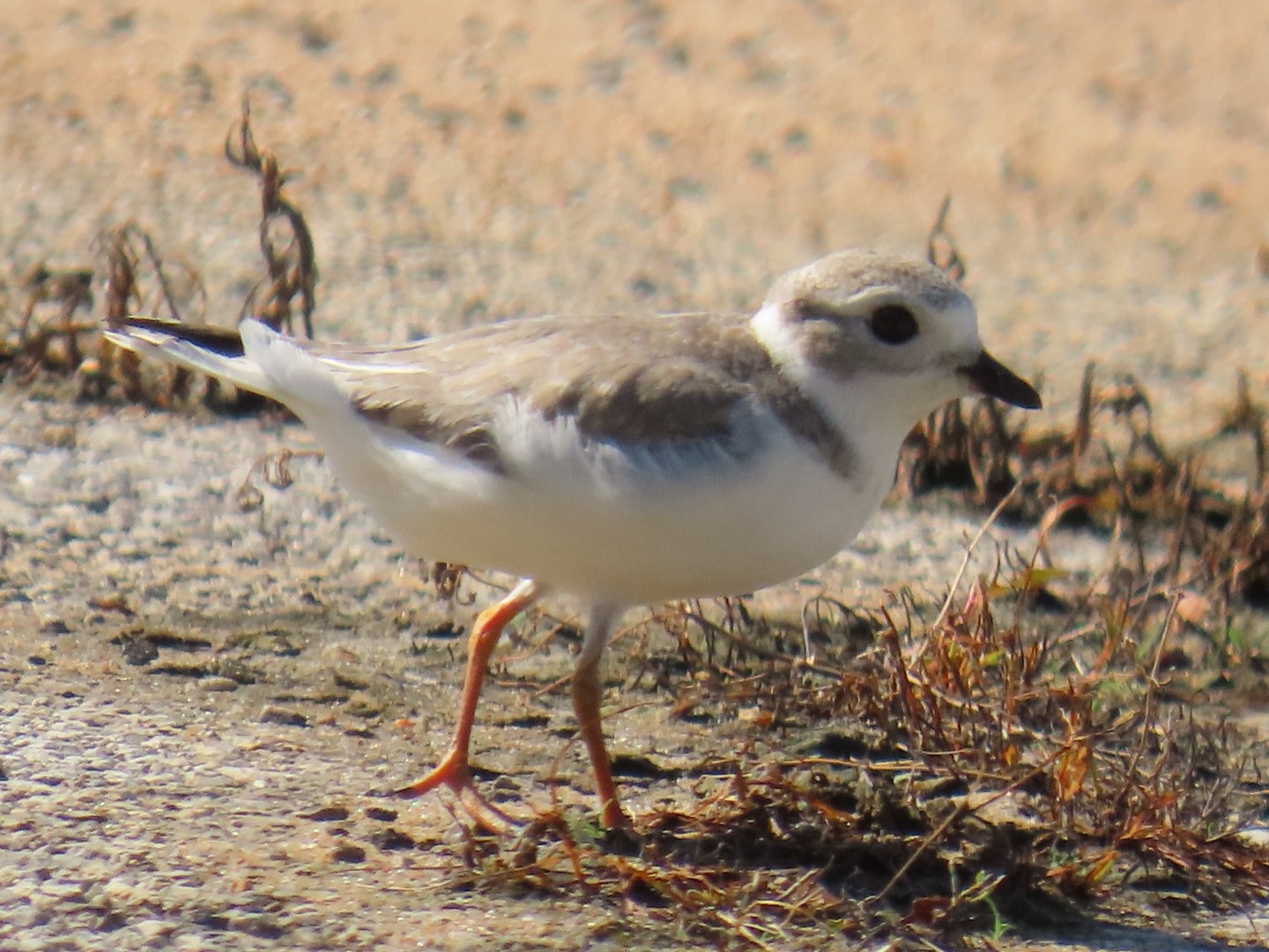 Piping Plover (Charadrius melodus)