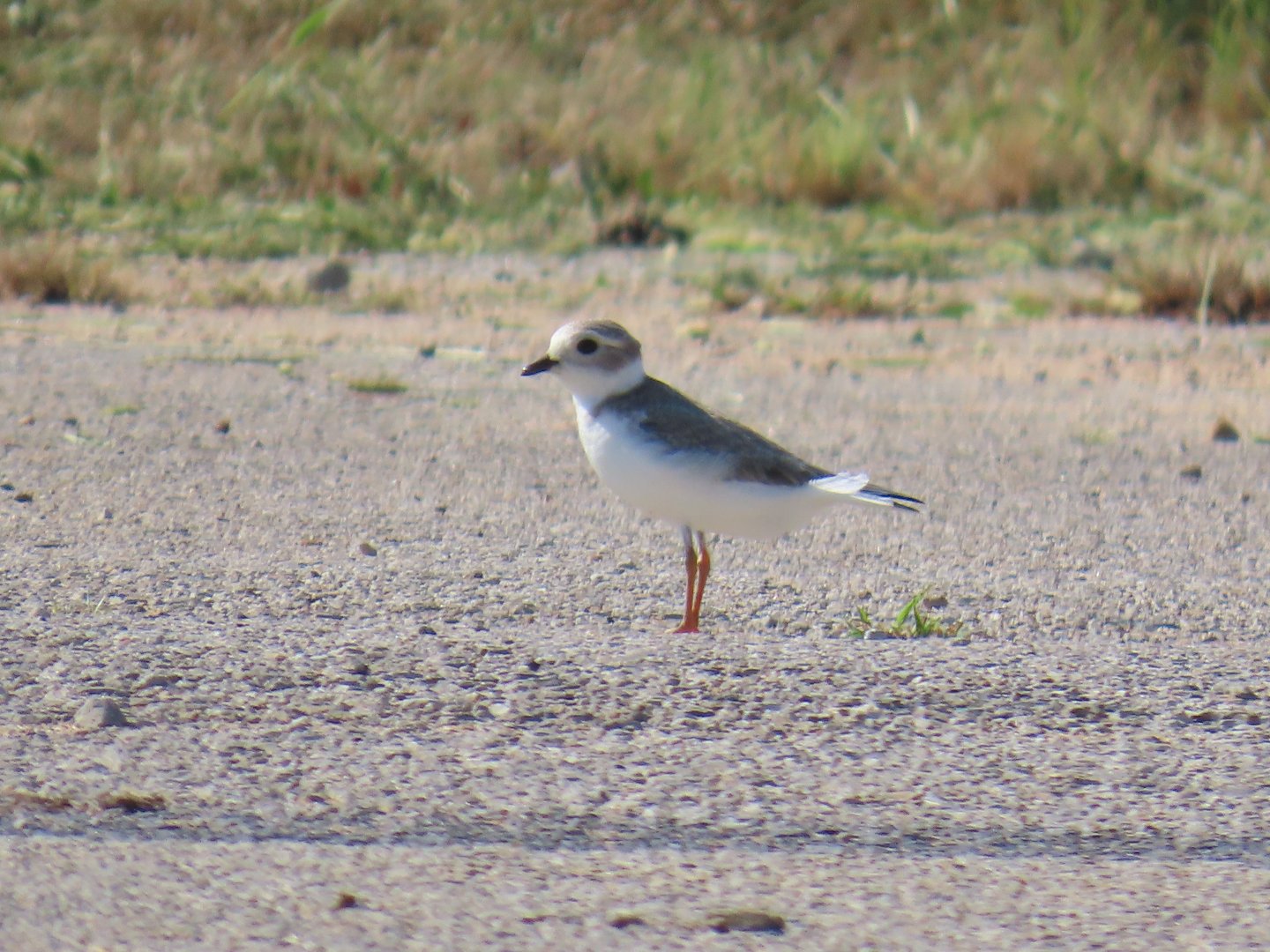 Piping Plover (Charadrius melodus)