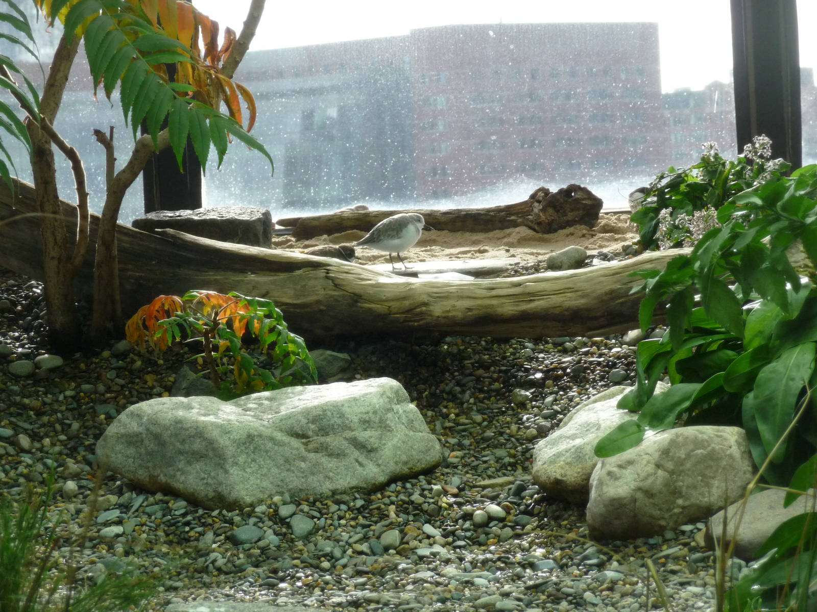 piping plover new england aquarium