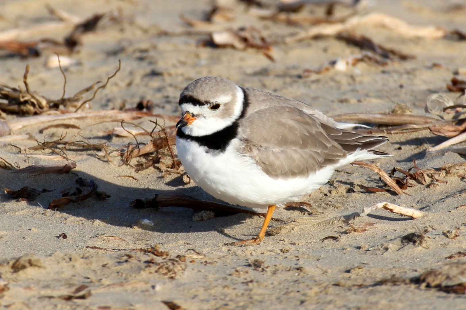 Piping Plover