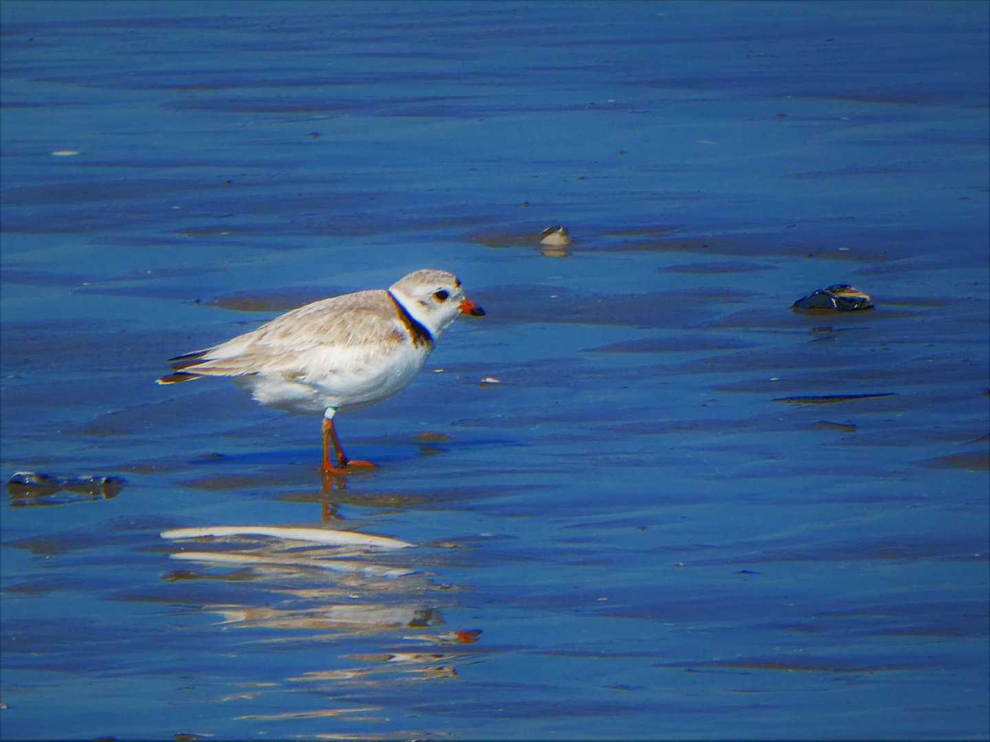 Piping Plover