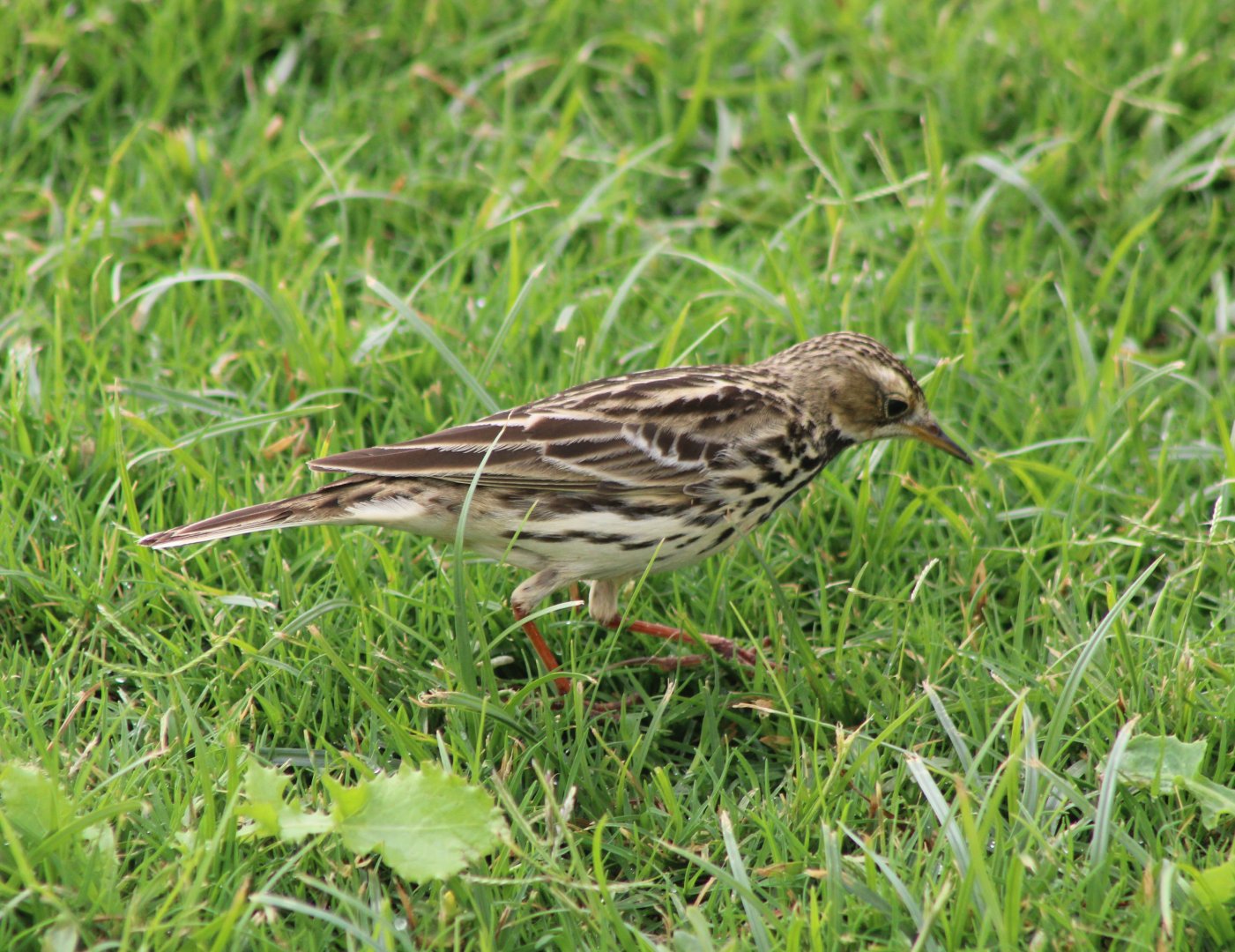 Pipit ID