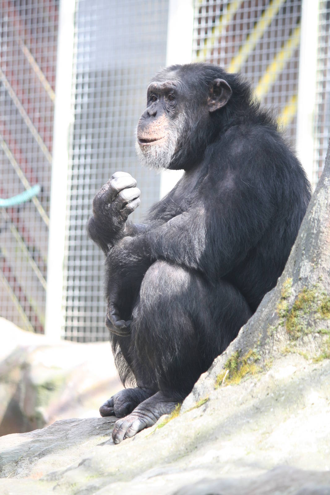 Pippin 14 March 2010