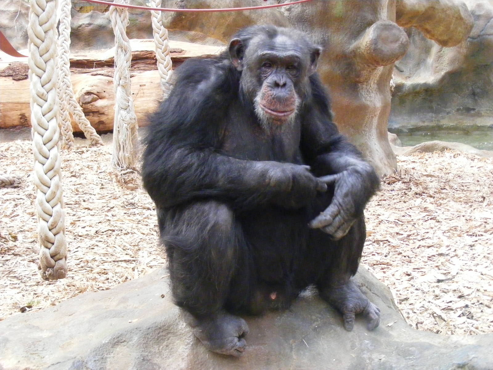 Pippin the chimp in Chimp World exhibit at Colchester Zoo, 28 August 2009