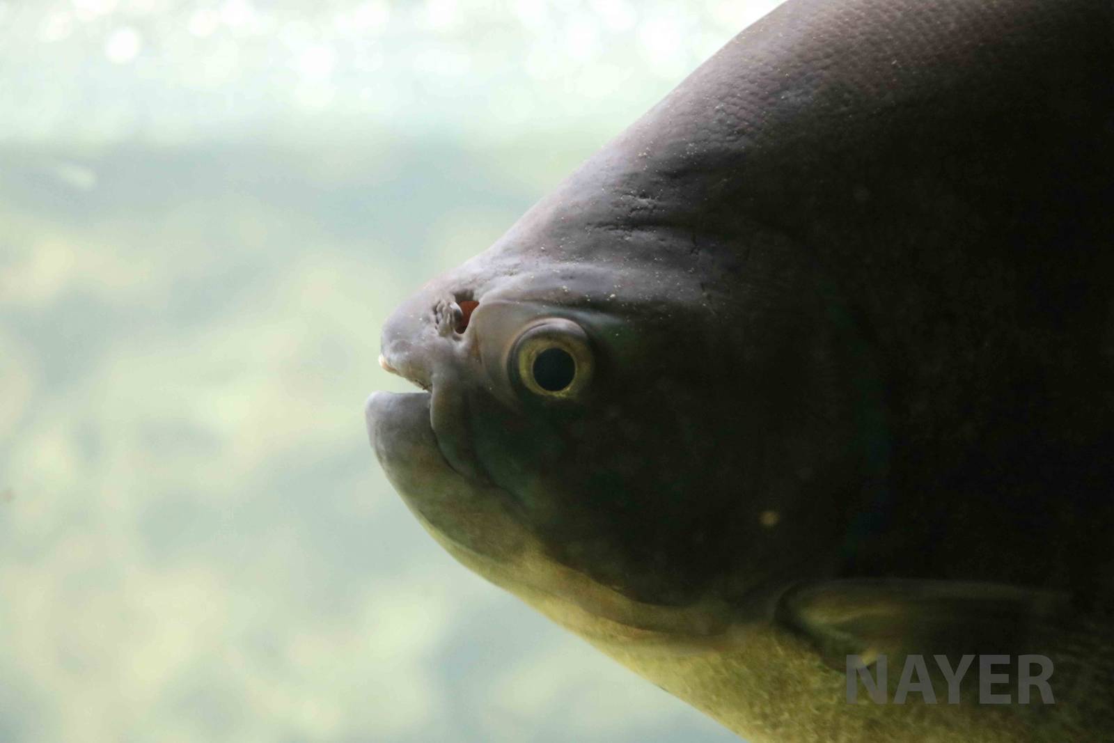 Pirai (pacu) - Mendoza Aquarium, April 2016