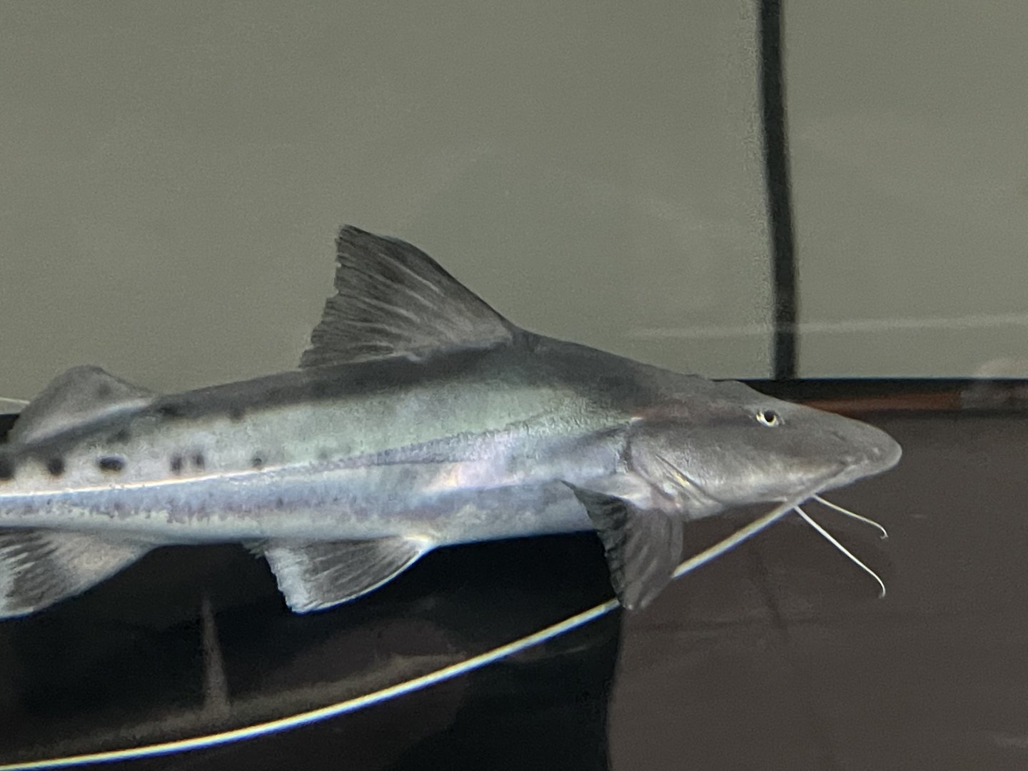 piraiba (brachyplatystoma filamentosum)