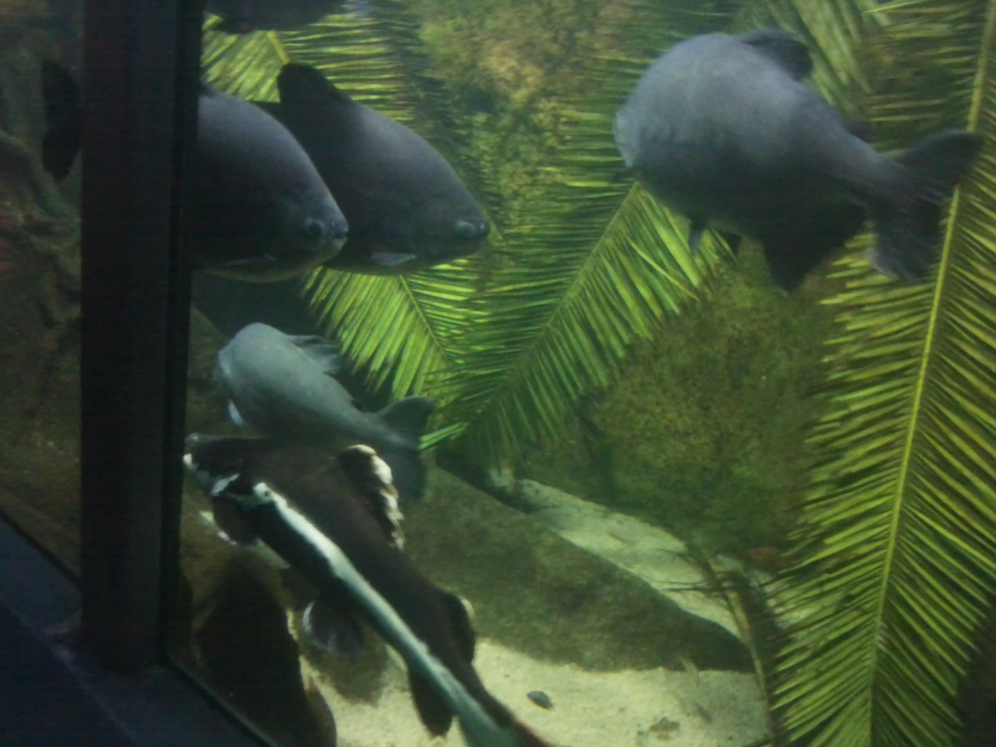 Pirana I Other Fish Amazon