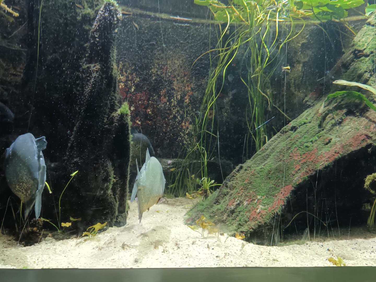Piranah and Tetra Tank