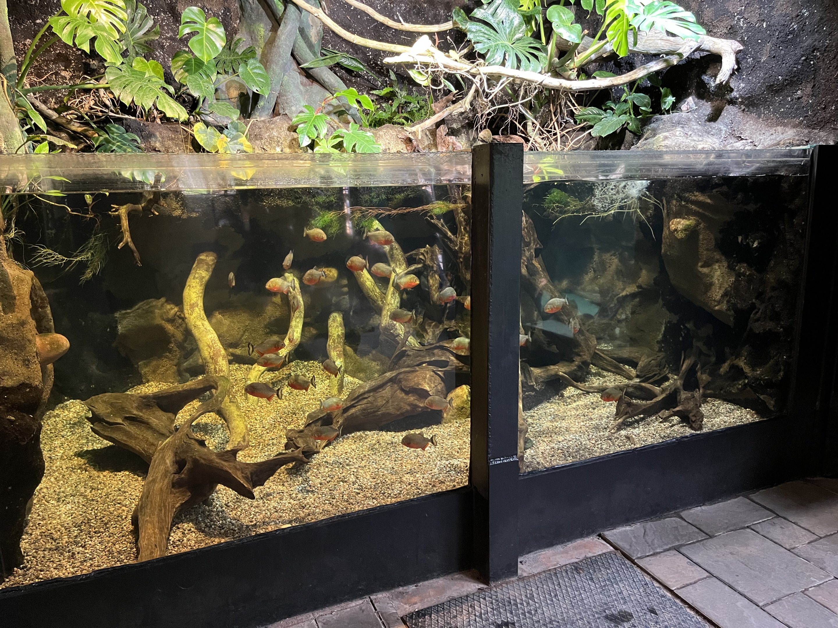 Piranha/Alligator Snapping Turtle Exhibit