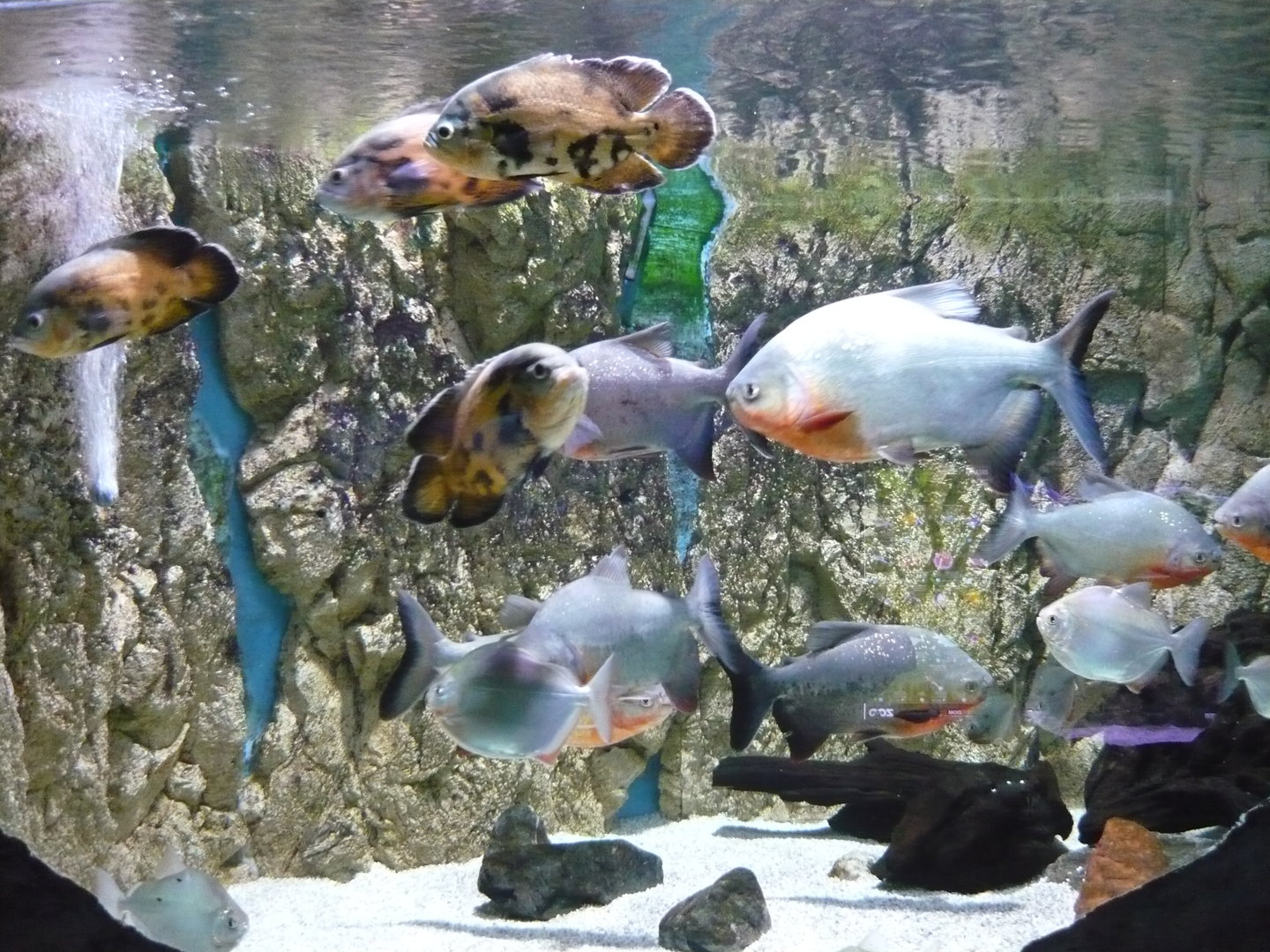 Piranha and oscar cichlid tank