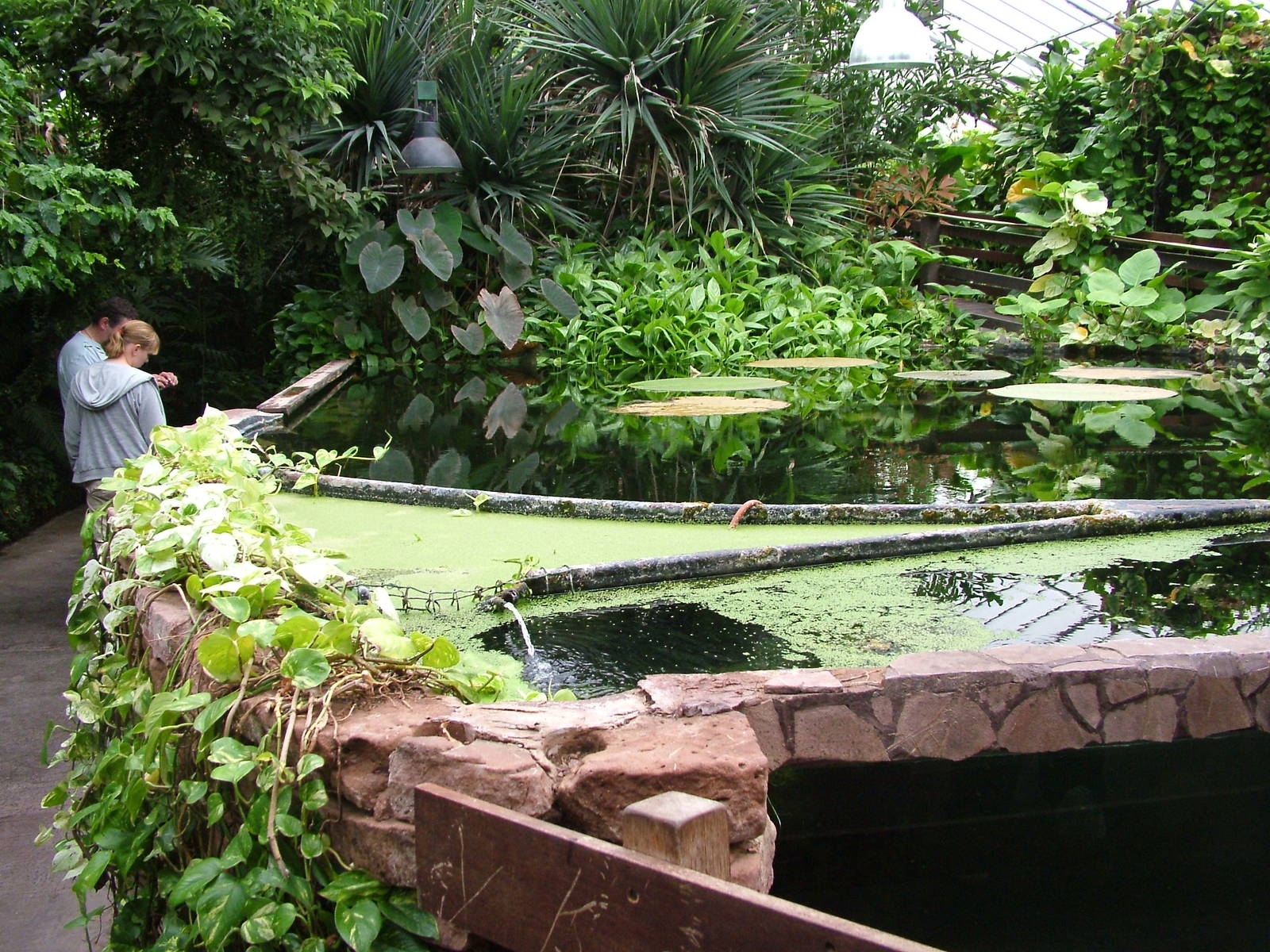 Piranha and Pacu Exhibits at the Palms: Final Visit, 08/08/10