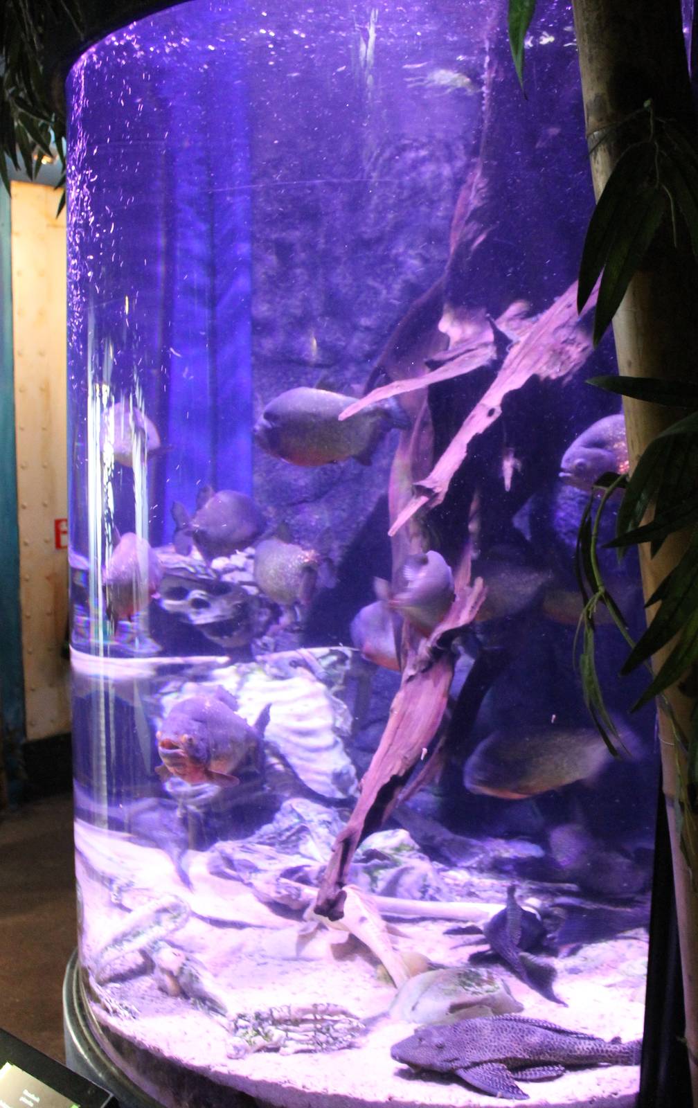 Piranha and Pleco aquarium