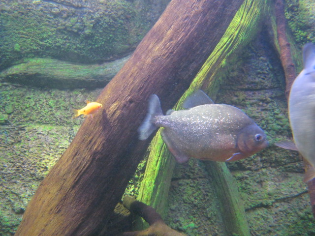 Piranha and Rosy Barbs! 2015
