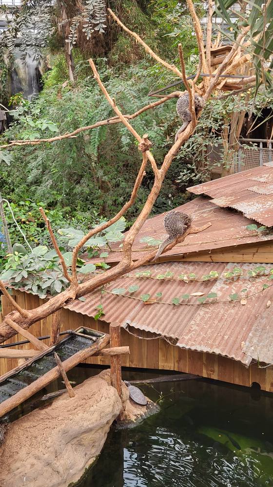Piranha aquarium with Brazilian Porcupine exhibit