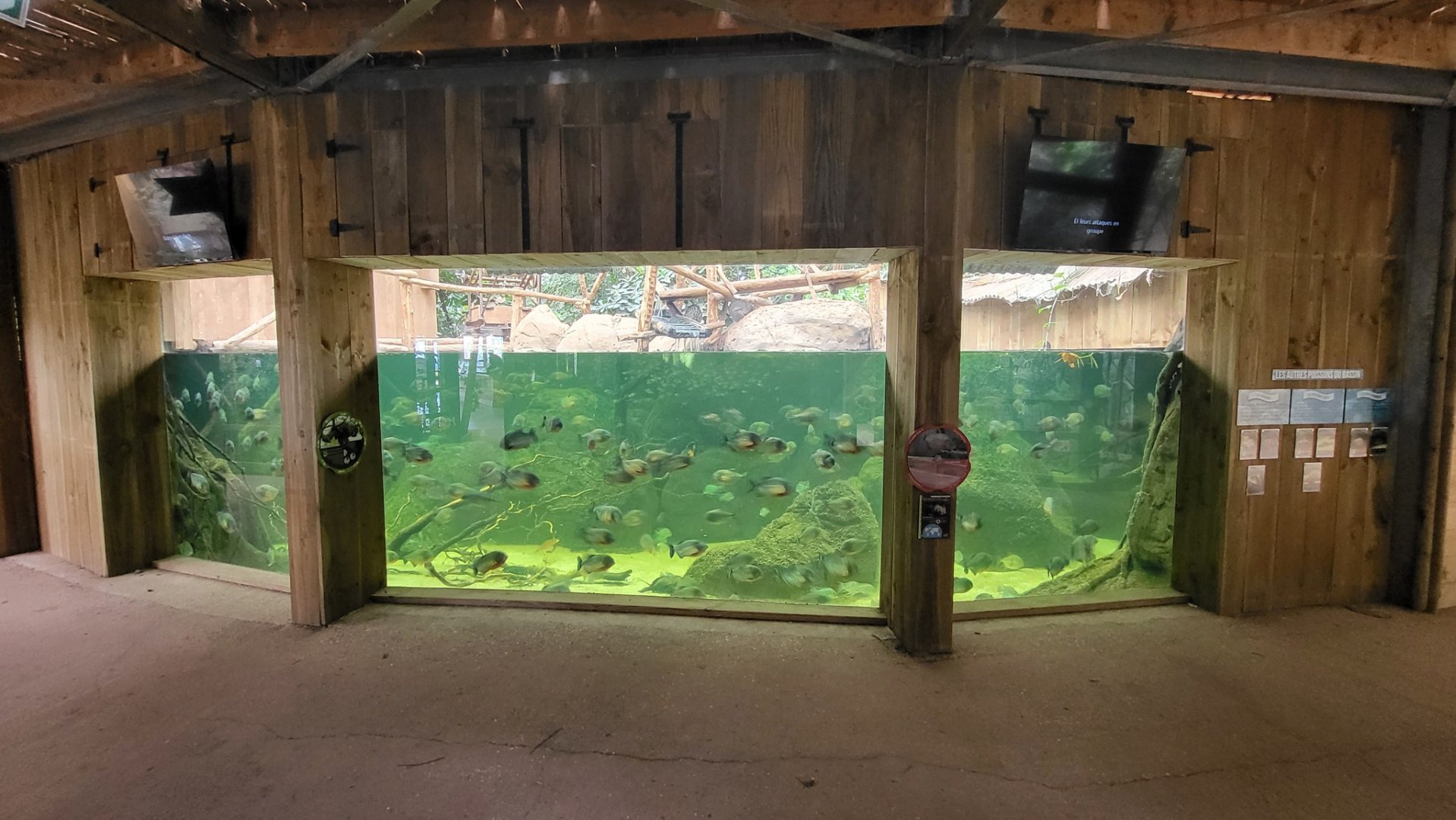 Piranha aquarium with Brazilian Porcupine exhibit