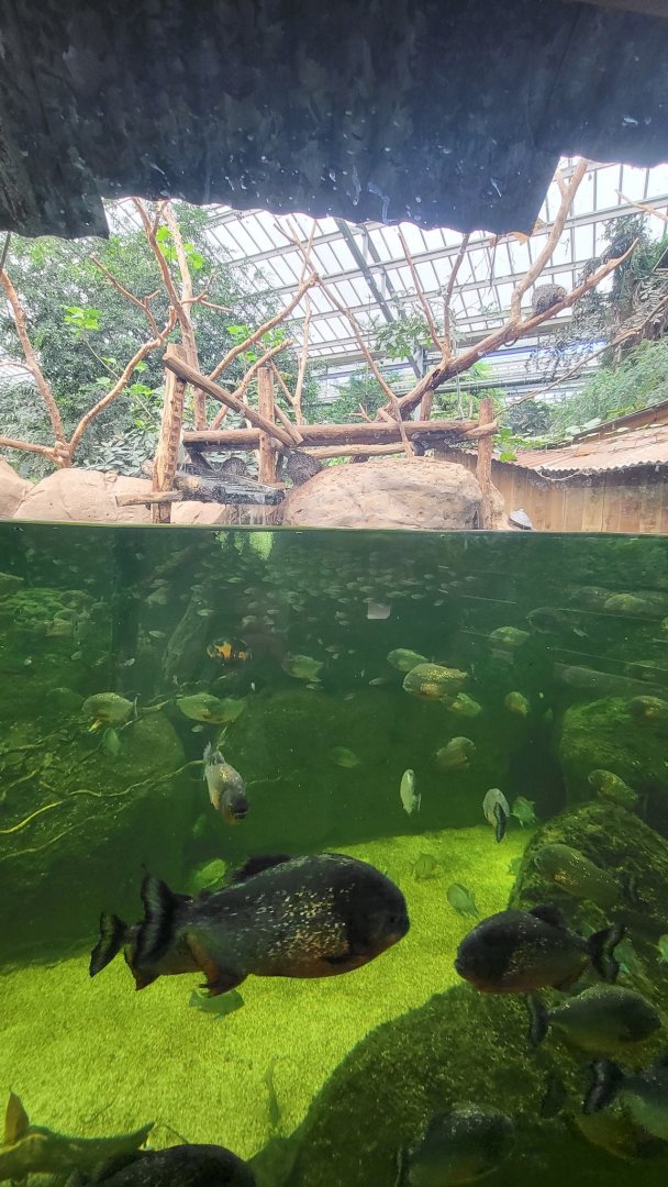 Piranha aquarium with Brazilian Porcupine exhibit