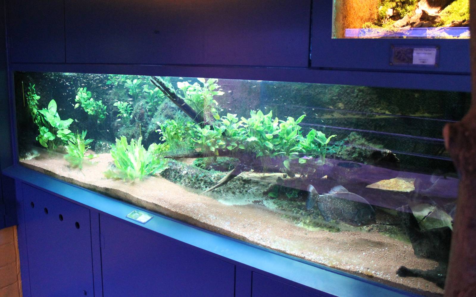 Piranha aquarium