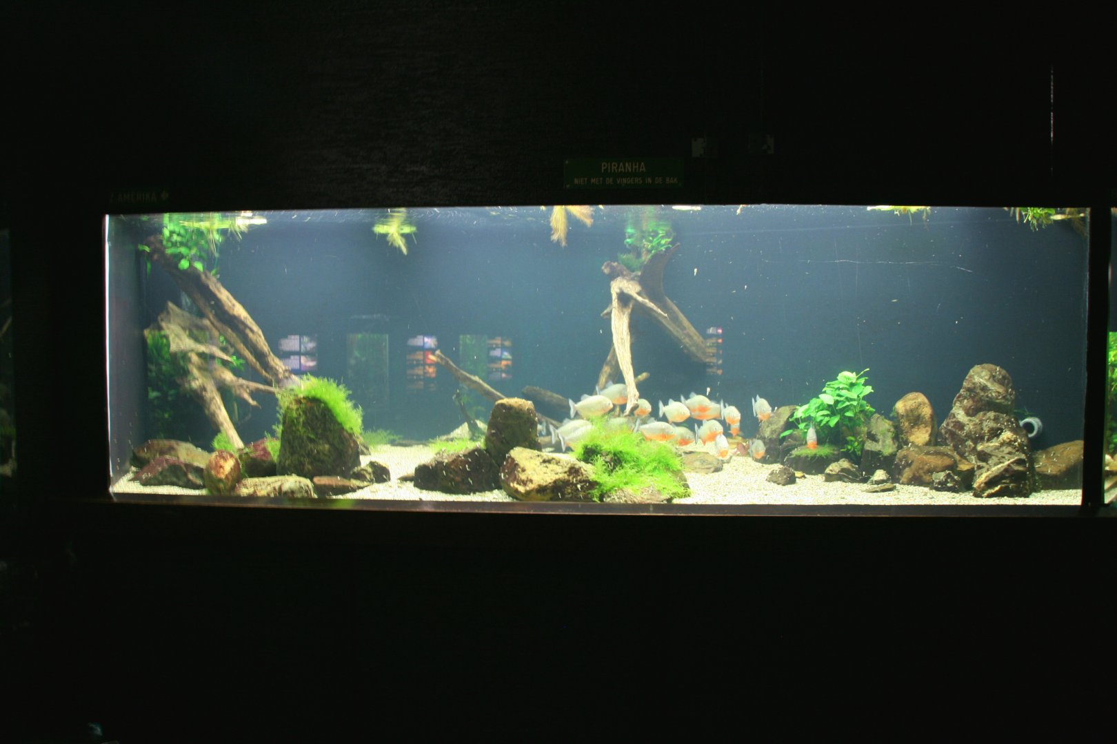 Piranha aquarium