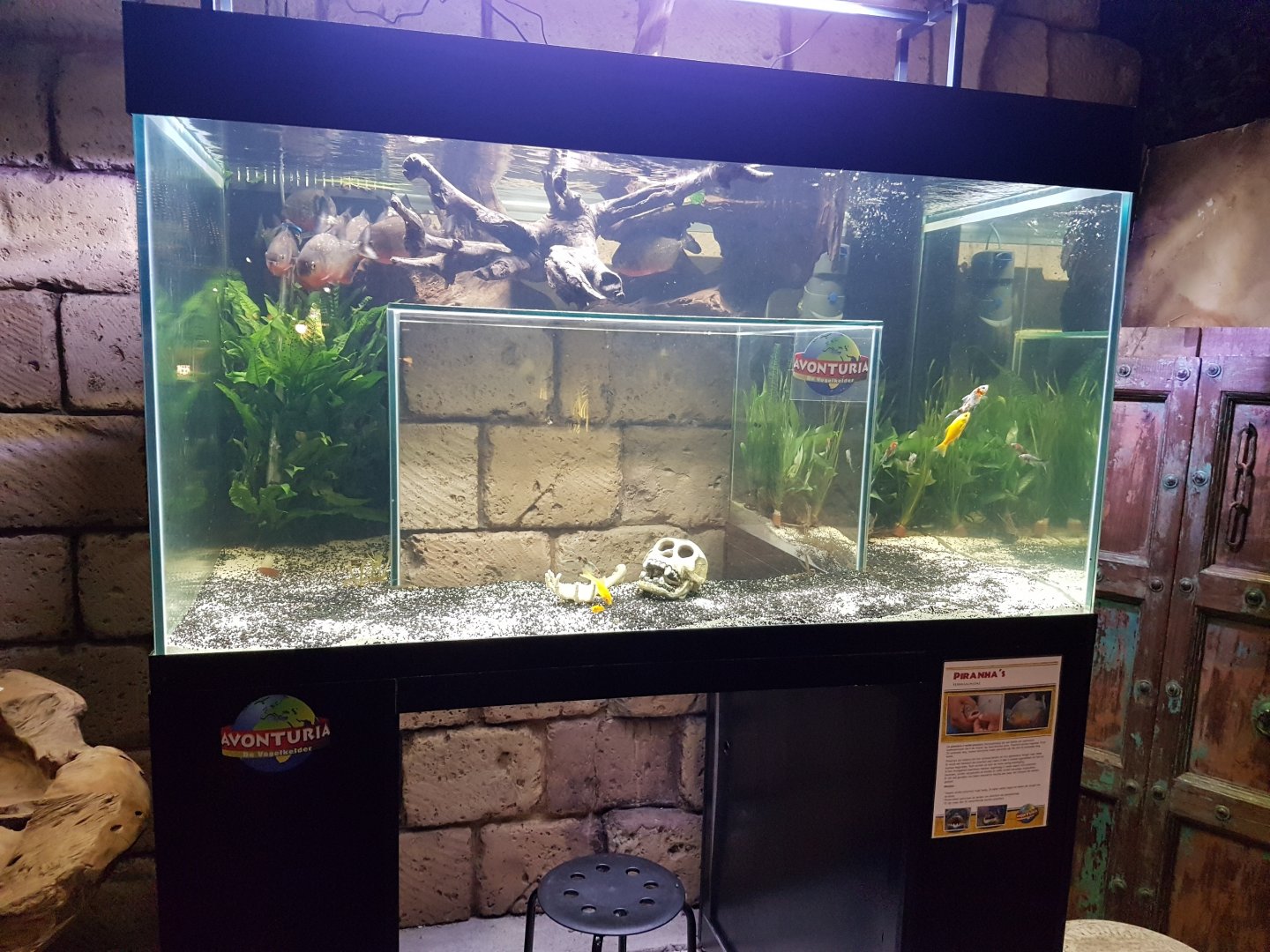 Piranha-aquarium