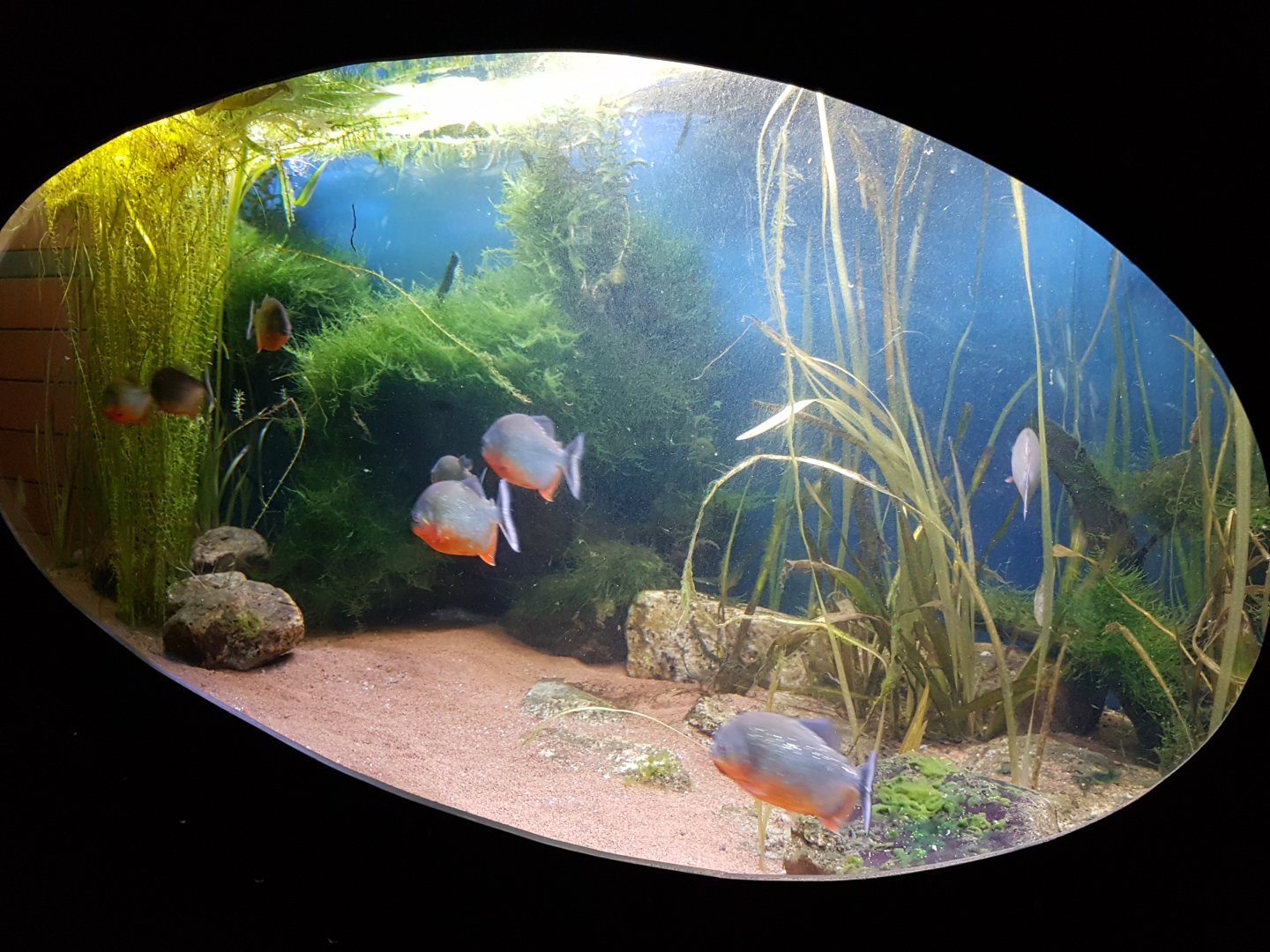 Piranha-aquarium