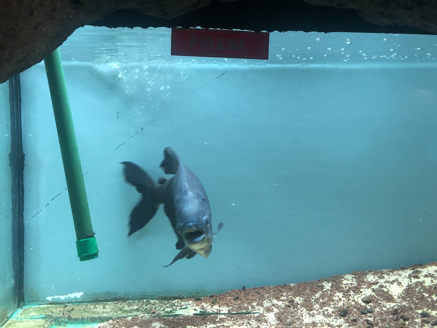 “Piranha” at the Ankara Domestic Animals Park