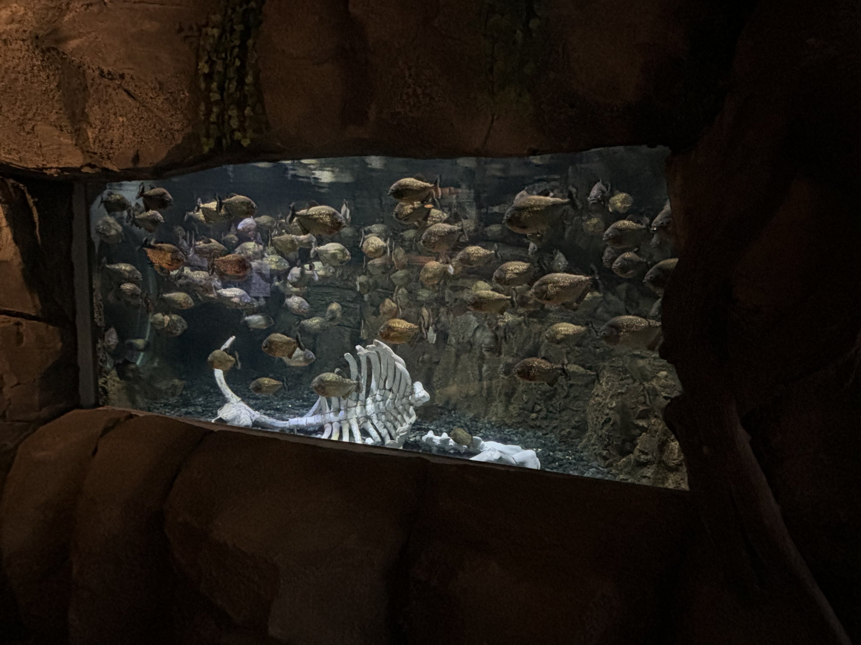 Piranha Cave Exhibit