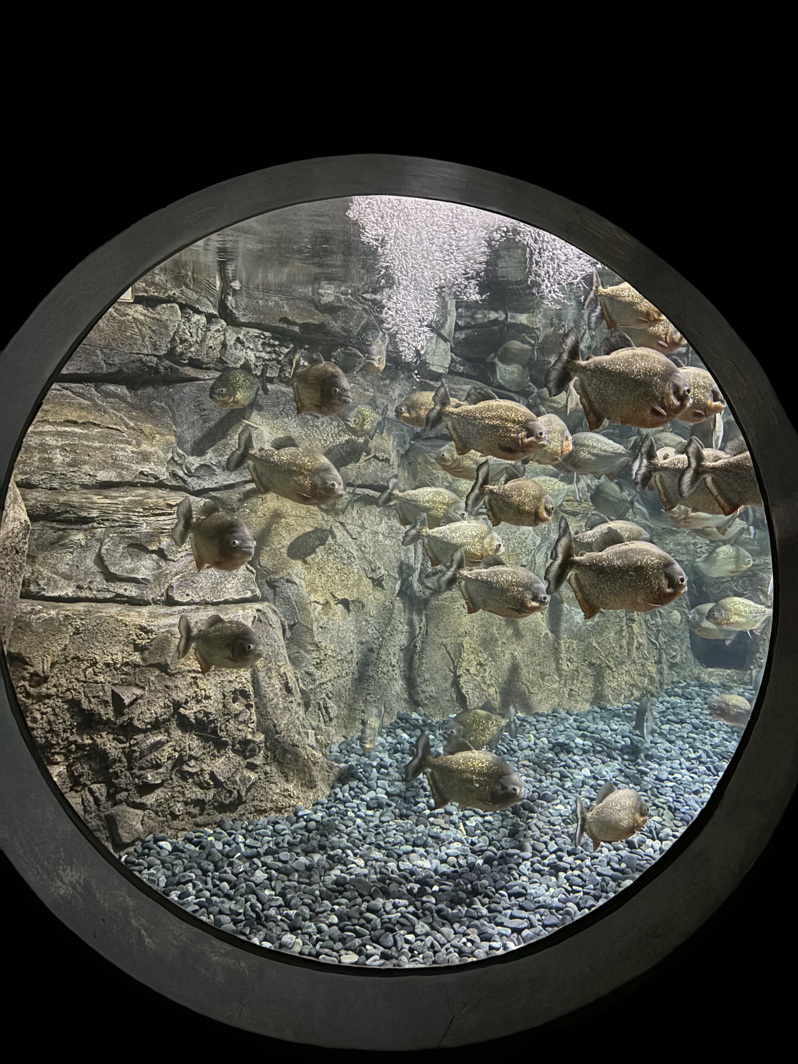 Piranha Cave Exhibit