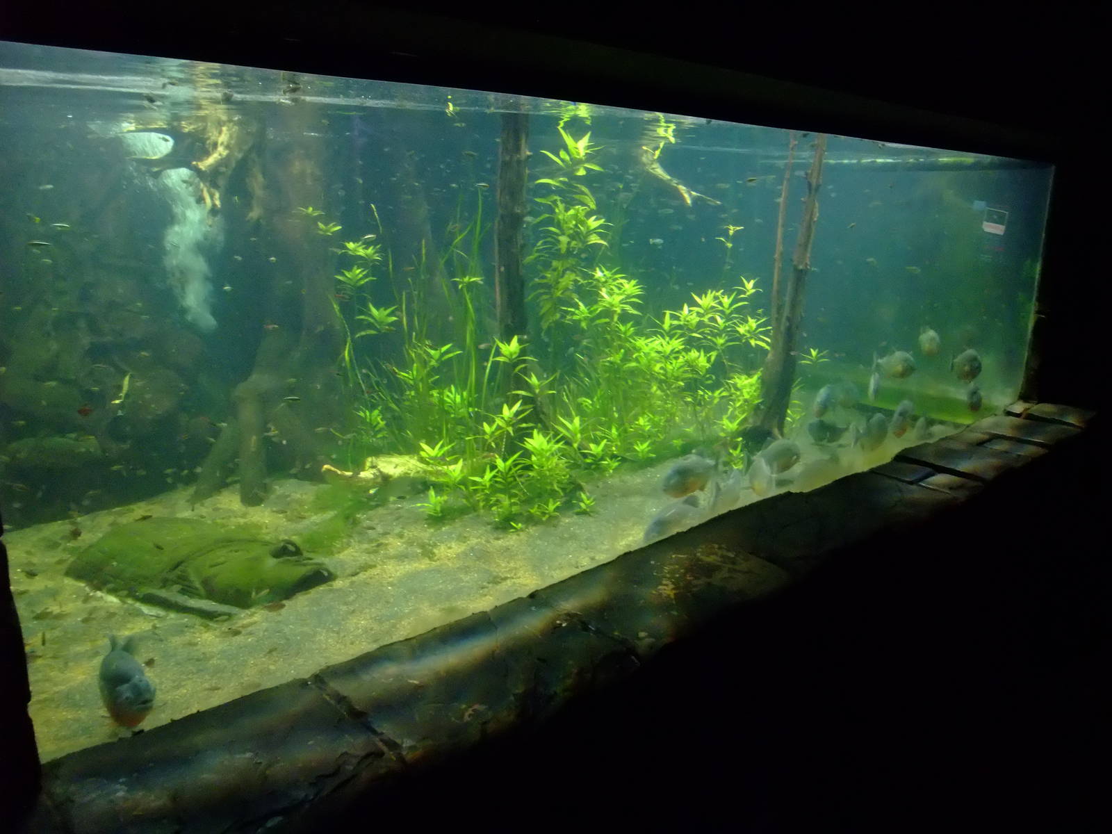 Piranha Display at SLC London, 17/11/11