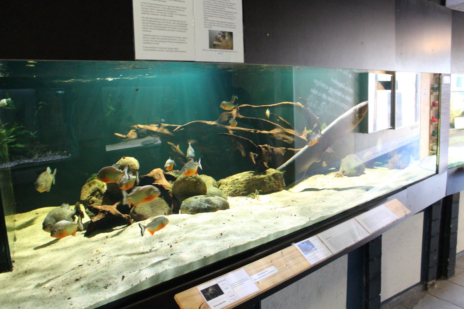 Piranha - Electric eel aquarium
