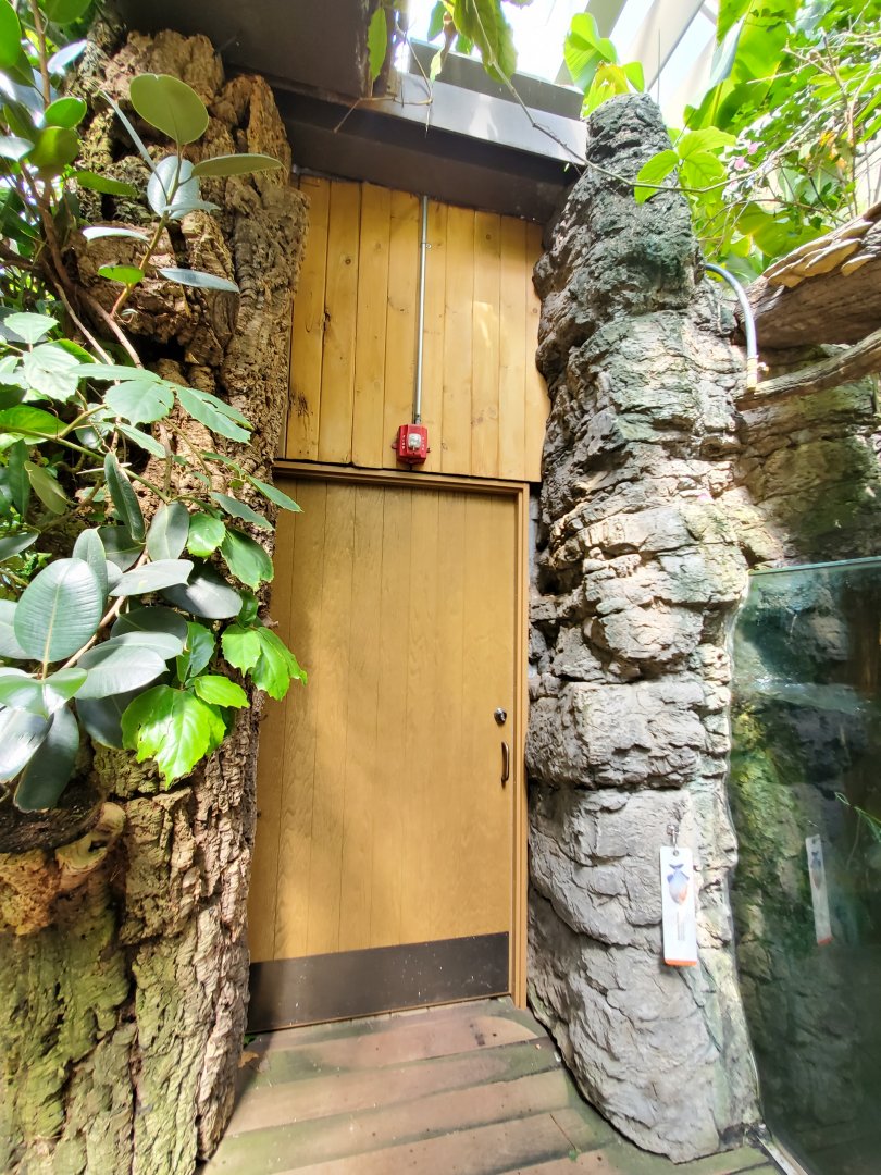 Piranha Exhibit (Access Door?) - August 2021