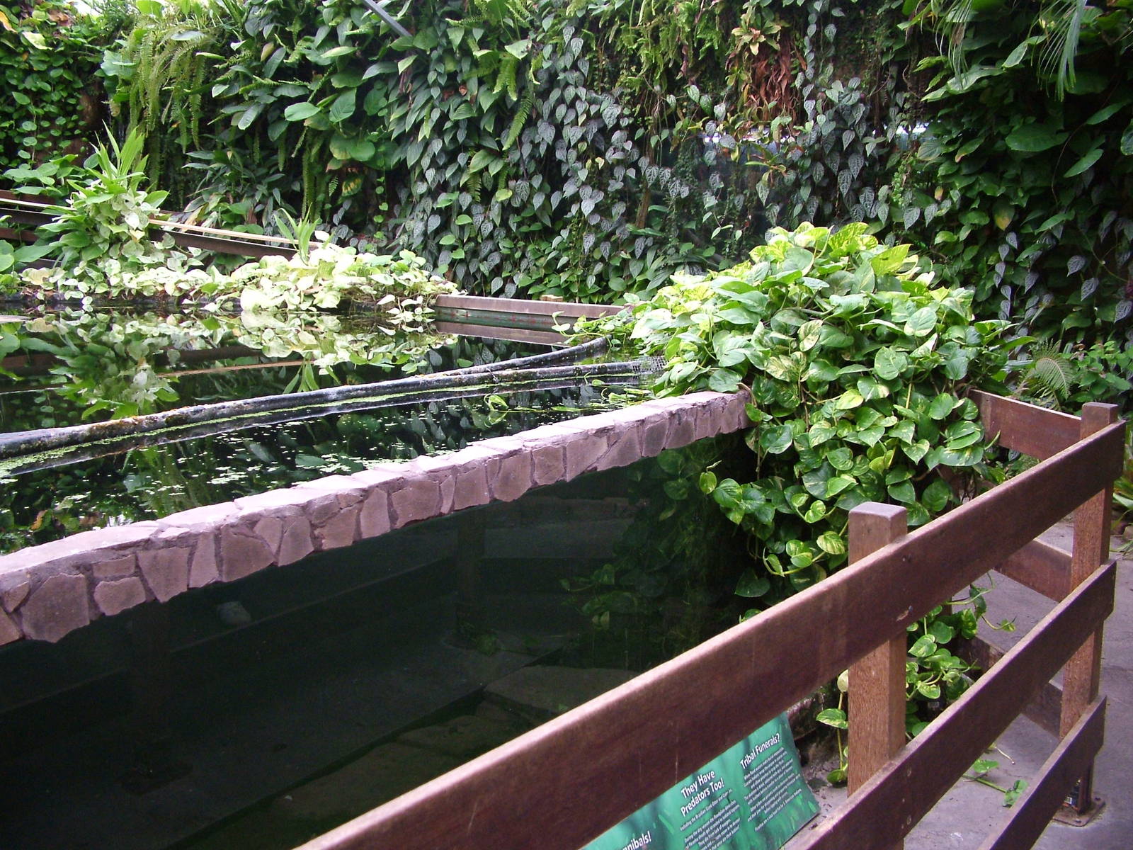 Piranha Exhibit at the Palms: Final Visit, 08/08/10