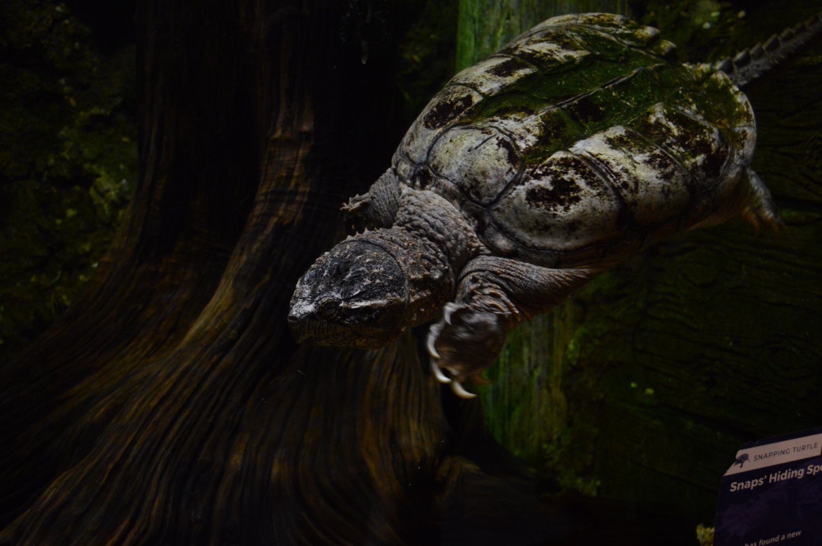 Piranha Falls - Common Snapping Turtle (Chelydra serpentina)